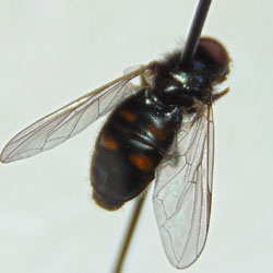Pipiza quadrimaculata
